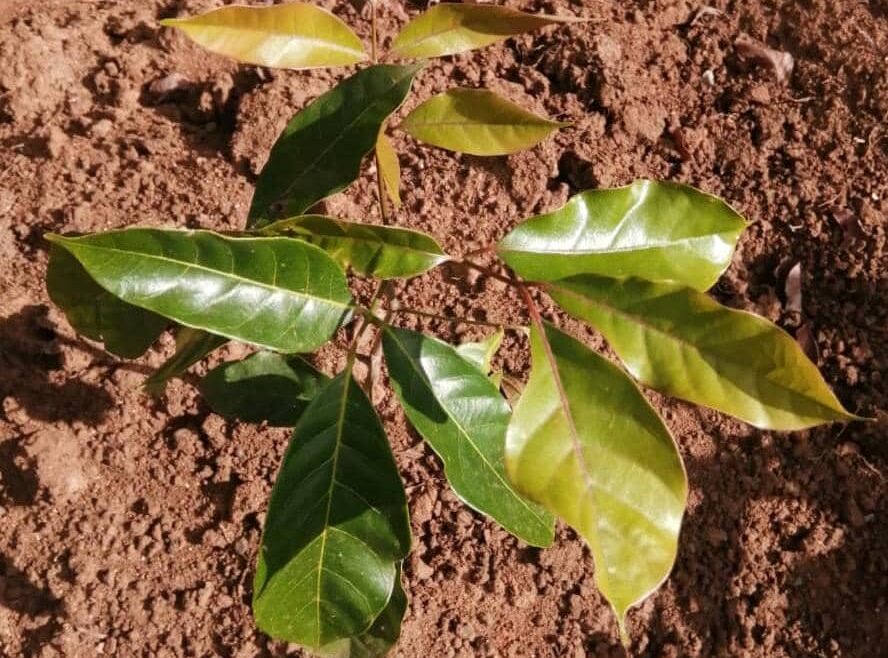 CURE, Partners Nurturing Seedlings At Njamba Park